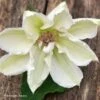 Clématite - Clematis Mrs. Georges Jackman -Flora Soldes Clematite Clematis Mrs Georges Jackman 87836 1