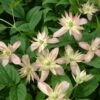 Clématite - Clematis Montana Marjorie 2 Clématite - Clematis Montana Marjorie -Flora Soldes Clematite Clematis montana Marjorie IF 6814881 1