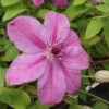Clématite - Clematis SUCCESS® Candy -Flora Soldes Clematite Success Candy 681515 1