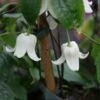 Clématite - Clematis Winter Beauty -Flora Soldes Clematite Winter Beauty 771574 1
