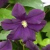 Clématite - Clematis Romantika -Flora Soldes Clematite a grandes fleurs Romantika 83616 1