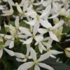 Clématite - Clematis Armandii Snowdrift -Flora Soldes Clematite armandii Snowdrift 83607 1