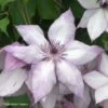Clématite Florida Utopia -Flora Soldes Clematite florida Utopia 87834 1