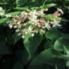 Arbre Du Clergé Fargesii - Clerodendrum Trichotomum Fargesii -Flora Soldes Clerodendrum trichotomum Fargesii 87578 1