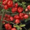 Cognassier Du Japon Red Joy - Chaenomeles Superba -Flora Soldes Cognassier superba red joy 9566 1