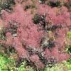 Cotinus Coggygria Lilla - Arbre à Perruque Nain. -Flora Soldes Cotinus coggygria Lilla 82791 1 1