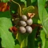 Igname De Chine - Dioscorea Batatas -Flora Soldes Dioscorea polystachya 89860 1