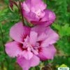 Hibiscus Syriacus Eruption - Althéa Ou Mauve En Arbre -Flora Soldes HIBISCUS ERUPTION 761637 1