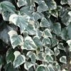 Lierre Des Canaries - Hedera Algeriensis Gloire De Marengo -Flora Soldes Hedera algeriensis Gloire de Marengo 83634 1