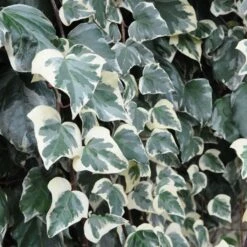 Lierre Des Canaries - Hedera Algeriensis Gloire De Marengo