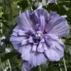 Hibiscus Syriacus Blue Chiffon - Althea Bleu Double -Flora Soldes Hibiscus Blue Chiffon copyright 95092 1 1
