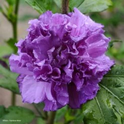 Hibiscus French Cabaret Purple - Althéa Double Violette
