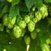 Houblon HOPS (Humulus) - Véritable Houblon De Brassage -Flora Soldes Houblon HOPS Humulus Veritable houblon de brassage copyright 17596 1
