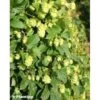 Houblon - Humulus Lupulus Prima Donna -Flora Soldes Humulus lupulus Prima Donna 86224 1