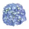 Hortensia - Hydrangea Macrophylla Bela -Flora Soldes Hydrangea macrophylla Bela 82566 1