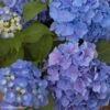 Hortensia - Hydrangea Macrophylla Benelux (bleu) -Flora Soldes Hydrangea macrophylla Benelux bleu 85237 1