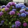 Hortensia - Hydrangea Macrophylla Blauer Zwerg 1 Hortensia - Hydrangea Macrophylla Blauer Zwerg -Flora Soldes Hydrangea macrophylla Blauer Zwerg 88323 1