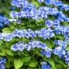 Hortensia - Hydrangea Macrophylla Blue Sky -Flora Soldes Hydrangea macrophylla Blue Sky copyright 100647 1