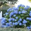 Hortensia - Hydrangea Macrophylla Endless Summer The Original (bleu) -Flora Soldes Hydrangea macrophylla Endless Summer The Original bleu 85452 1