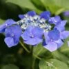 Hortensia Macrophylla Teller Blue -Flora Soldes Hydrangea macrophylla Teller Blue copyright 1000532 1