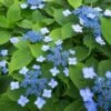 Hortensia Serrata Annie's Blue -Flora Soldes Hydrangea serrata Annie s Blue copyright 87391 1