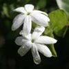 Jasmin Officinal - Jasminum Officinale Affinis -Flora Soldes Jasmin blanc officinal Jasminum officinale Affinis copyright 1010792 1