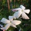 Jasmin D'Espagne - Jasminum Grandiflorum -Flora Soldes Jasminum grandiflorum 83640 1