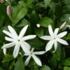 Jasmin Sauvage étoilé - Jasminum Multipartitum -Flora Soldes Jasminum multipartitum 83641 1
