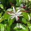 Jasminum Nitidum - Jasmin -Flora Soldes Jasminum nitidum 89985 1
