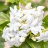 Jasmin D'Arabie - Jasminum Sambac -Flora Soldes Jasminum sambac copyright 85671111 1