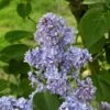 Lilas - Syringa Vulgaris Capitaine Baltet -Flora Soldes Lilas Capitaine Baltet Syringa vulgaris 82627 1