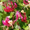 Chèvrefeuille Grimpant - Lonicera Periclymenum Fragrant Cloud® -Flora Soldes Lonicera Fragrant Cloud 681453 1