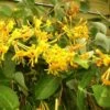 Chèvrefeuille - Lonicera Mandarin® -Flora Soldes Lonicera Mandarin 681455 1