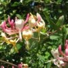Chèvrefeuille, Lonicera Caprifolium -Flora Soldes Lonicera caprifolium 771624 1