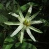 Passiflora Mucronata - Fleur De La Passion 2 Passiflora Mucronata - Fleur De La Passion -Flora Soldes Passiflora mucronata 87021 1