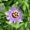 Passiflore Caerulea Purple Haze - Fleur De La Passion -Flora Soldes Passiflore Purple Haze 681463 1