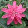 Passiflore Insignis Pink Passion - Fleur De La Passion -Flora Soldes Passiflore insignis Pink Passion 681331 1