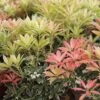 Andromède Du Japon - Pieris Japonica Flaming Silver -Flora Soldes Pieris Flaming Silver 84205 1