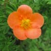 Potentille Arbustive Hopley's Orange -Flora Soldes Potentille arbustive Hopley s Orange 781785 1