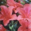 Azalée Du Japon Nakaharai Orange - Azalea Japonica -Flora Soldes Rhododendron nakahara Orange 781702 2