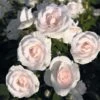 Rosier Couvre-sol Aspirin Rose -Flora Soldes Rosa Aspirin Rose en racines nues 85508 2
