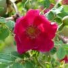 Rosier Botanique - Rosa Moyesii Geranium -Flora Soldes Rosa moyesii Geranium 82298 2