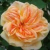 Rosier Grimpant Alchymist -Flora Soldes Rosier Alchymist 82263 1