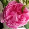 Rosier Ancien Fantin Latour -Flora Soldes Rosier Fantin Latour 82278 1