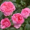 Rosier à Grandes Fleurs La Rose De Molinard -Flora Soldes Rosier La Rose de Molinard delgrarose 847172 1