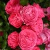 Rosier Patio Rose Moin Moin -Flora Soldes Rosier PATIO ROSE Moin Moin 888980 1