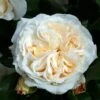 Rosa Kosmos -Flora Soldes Rosier a massif Kosmos IF 17115 1