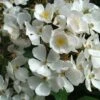 Rosier Arbustif White Magic 2 Rosier Arbustif White Magic -Flora Soldes Rosier arbustif White Magic IF 18663 1