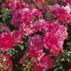 Rosier Décorosiers EMERA -Flora Soldes Rosier emera 771420 1
