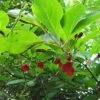 Schisandra Chinensis - Baie Aux 5 Saveurs -Flora Soldes Schisandra chinensis 78361 1